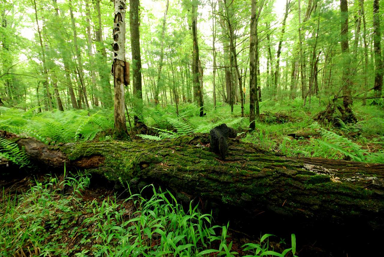 Castle Mound Campground