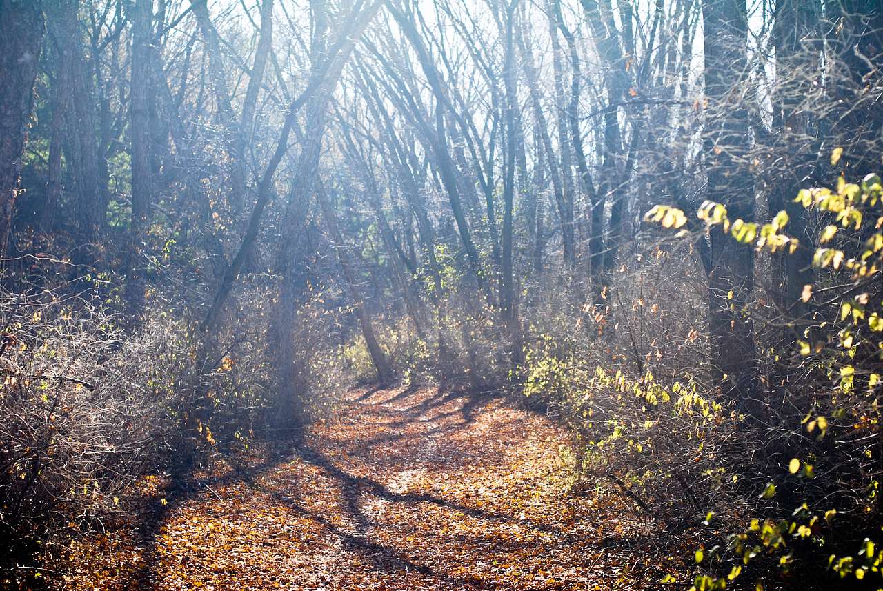 Rock Cut Campground