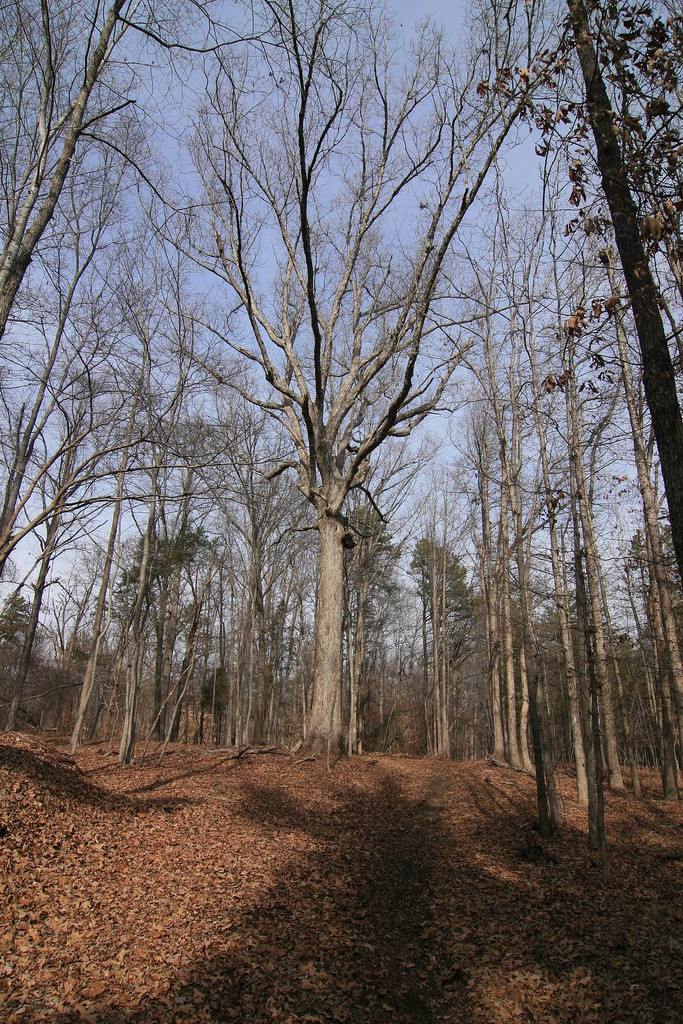 Croft State Park