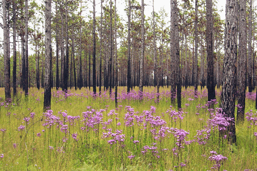 Neusiok Trail