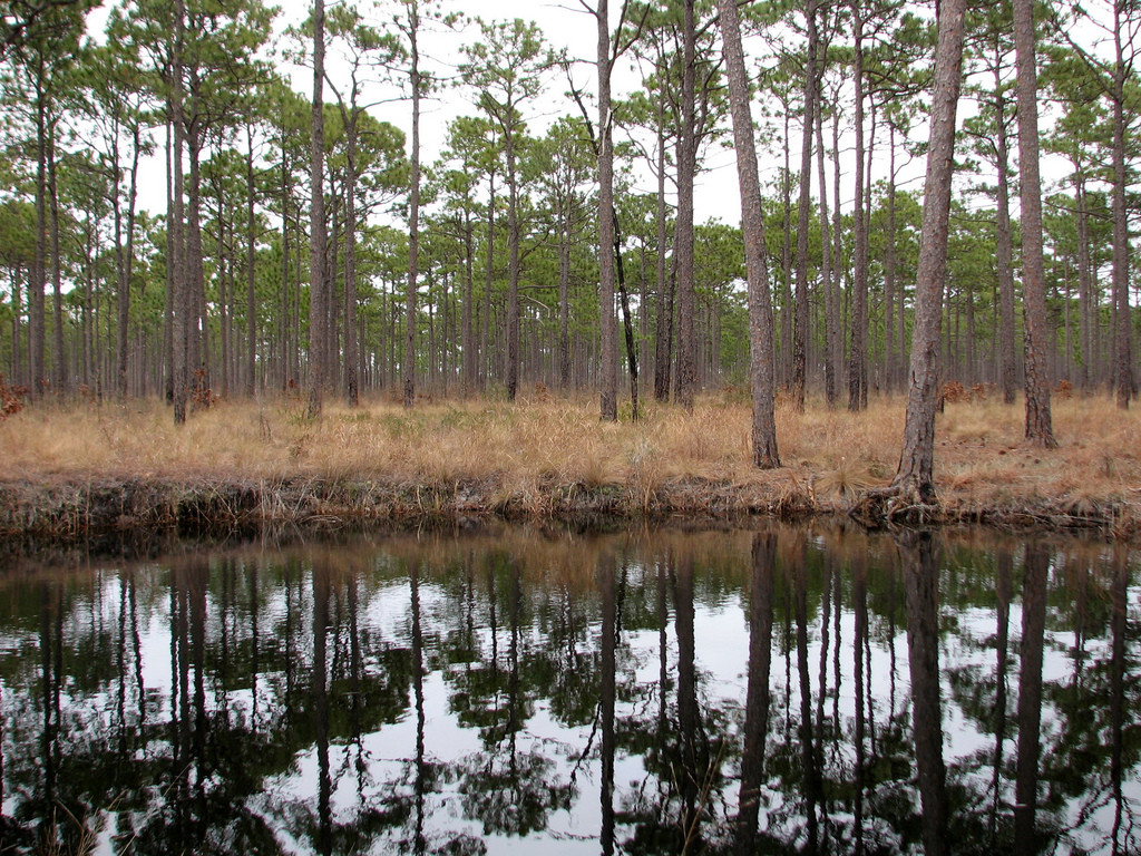 Catfish Waterfowl Impoundment