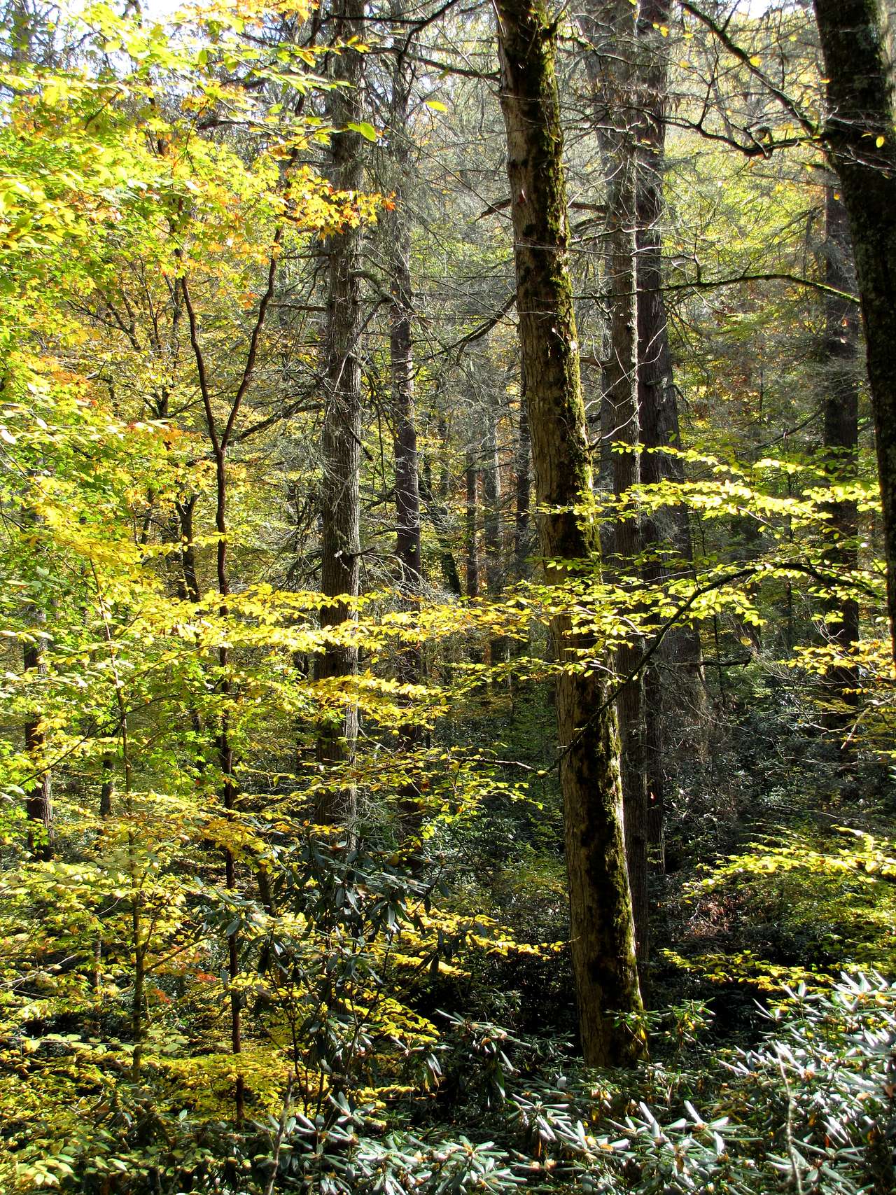 Fires Creek Hunters Camp