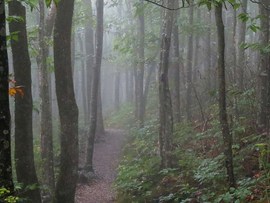 Elk Knob Campground