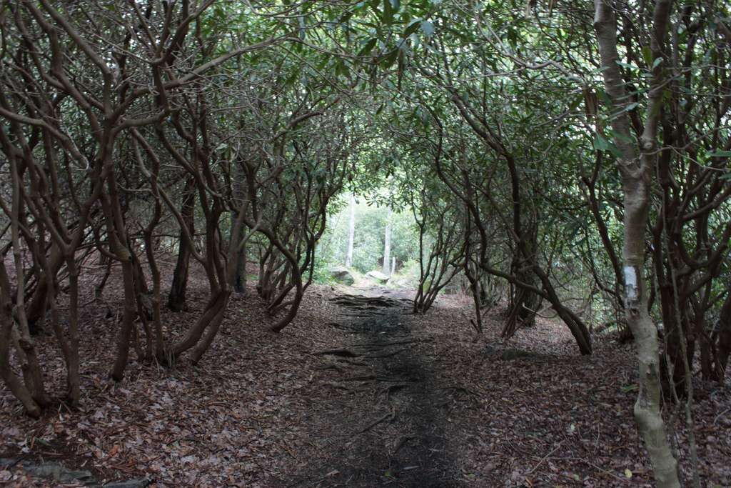 Walnut Flats Campground