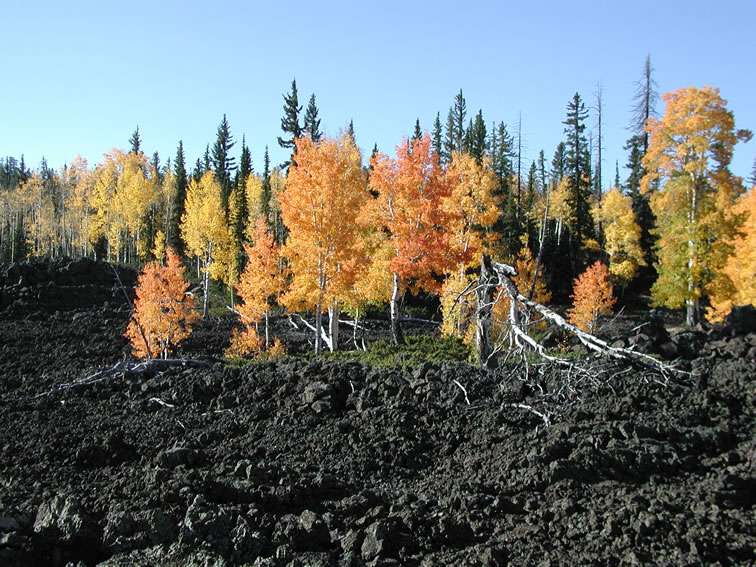 Uinta Flat Designated Dispersed Camping Area