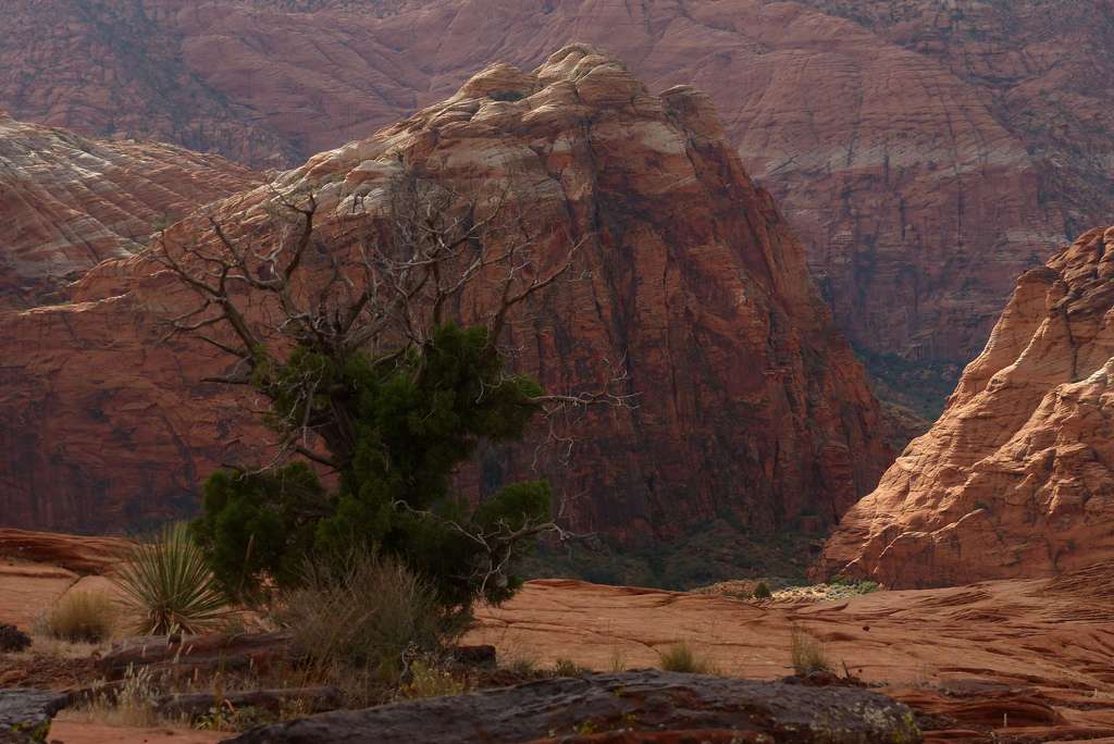 Snow Canyon State Park