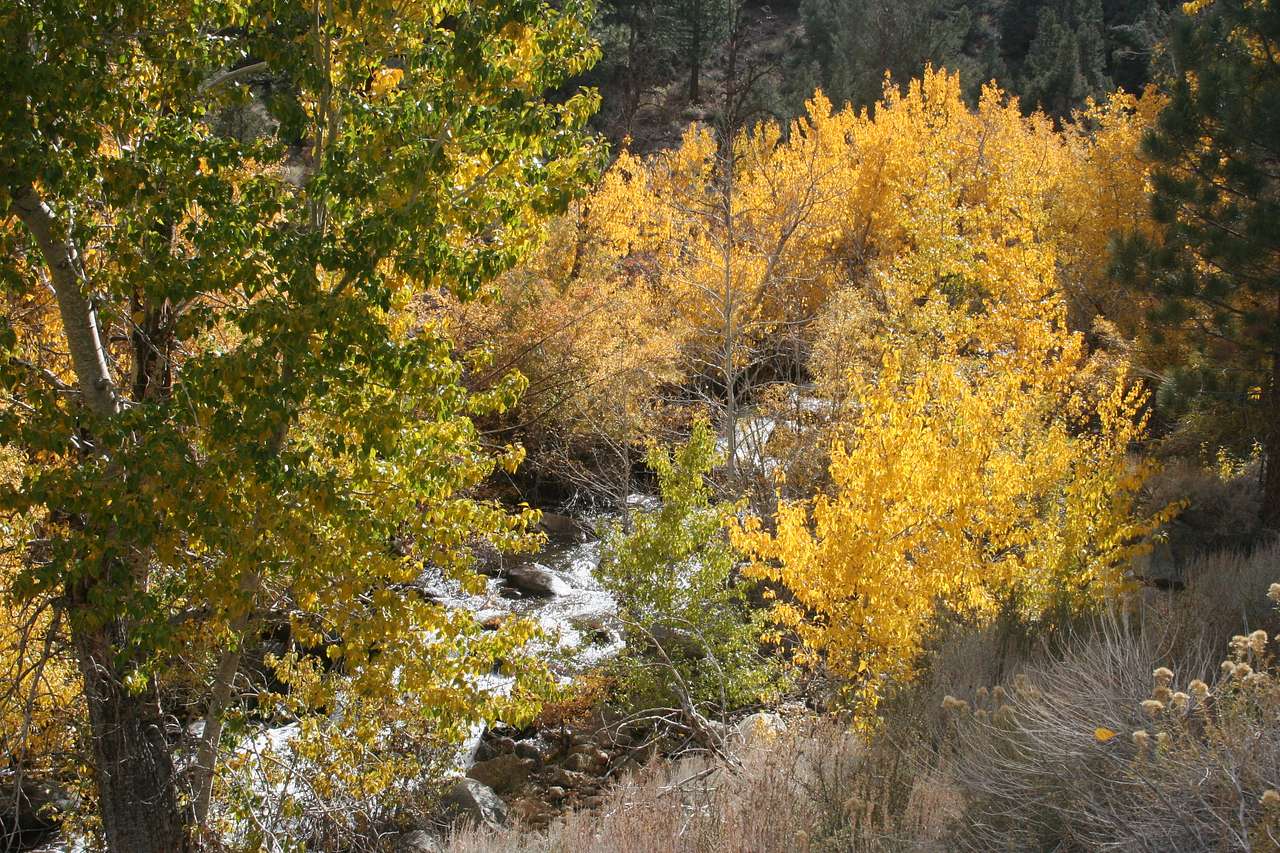 Awesome fall colors and huge trees!
