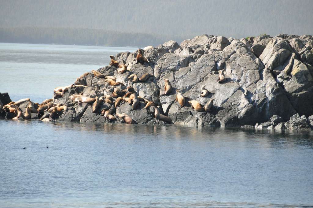 Sealion Cove State Marine Park