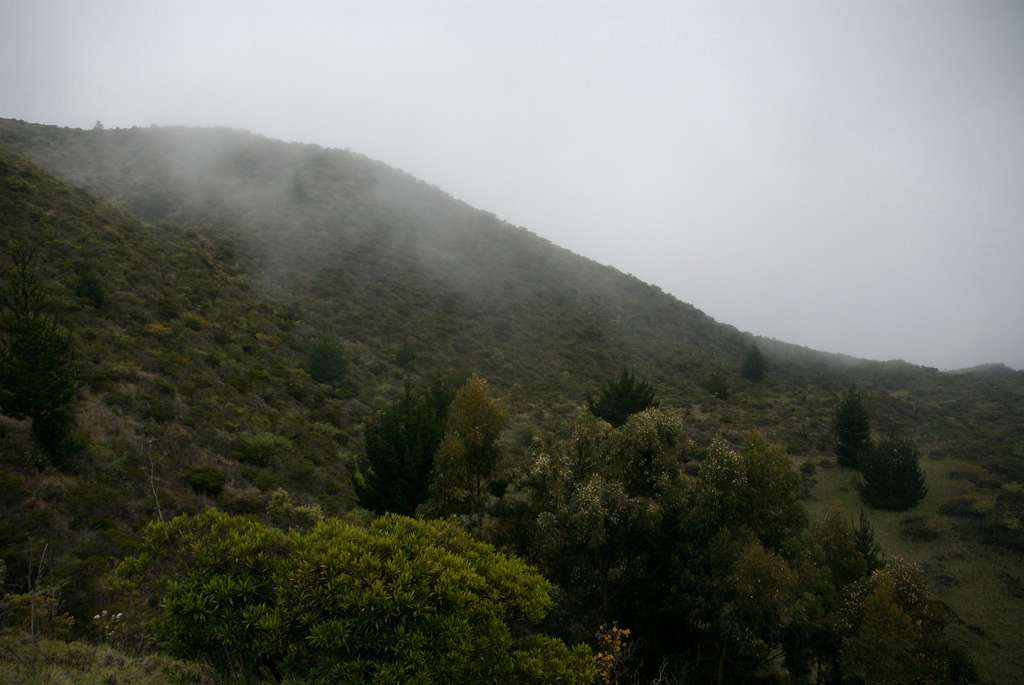 Polipoli Spring State Recreation Area