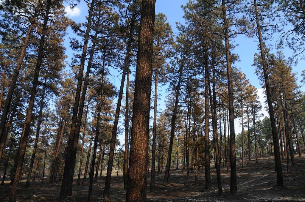 Railroad Canyon Campground