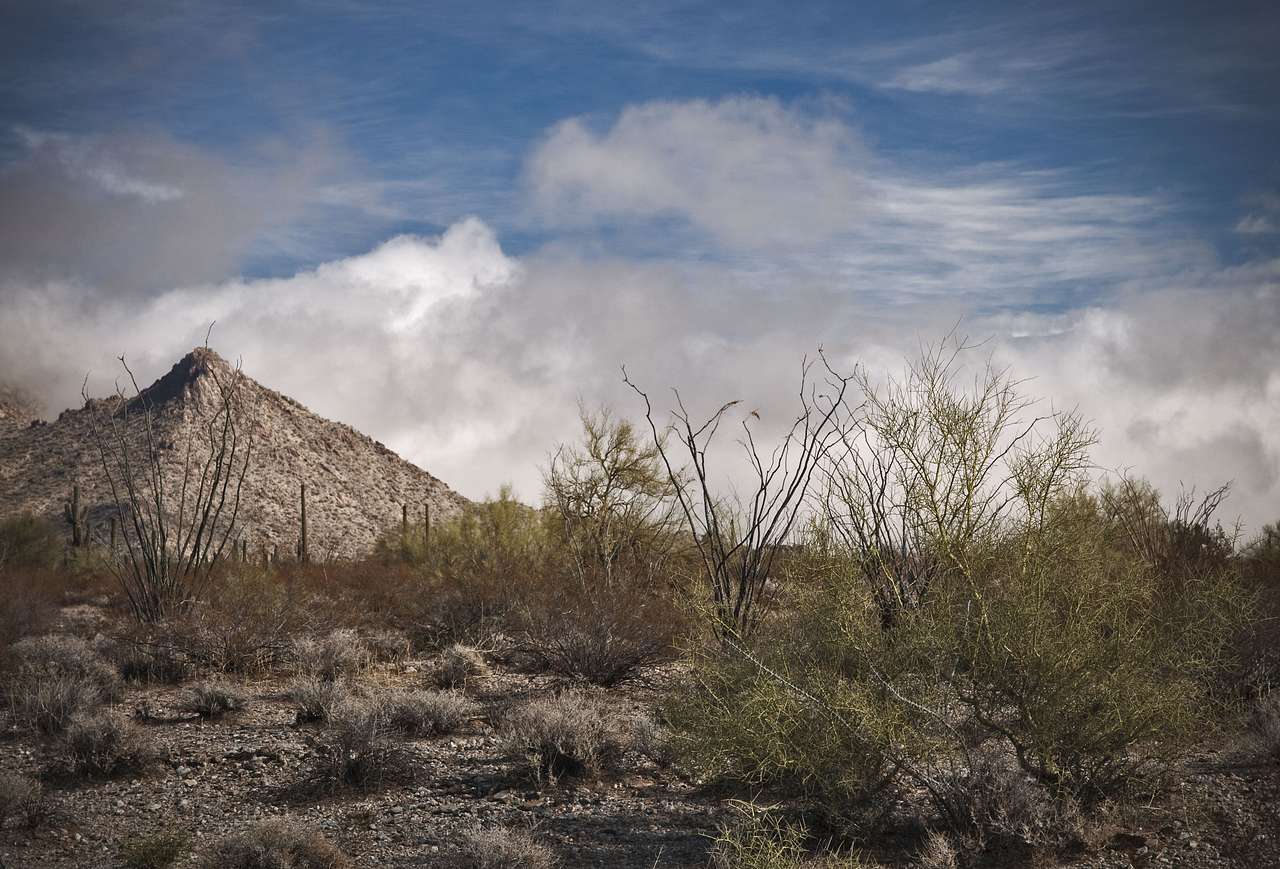 Alamo Lake Campground