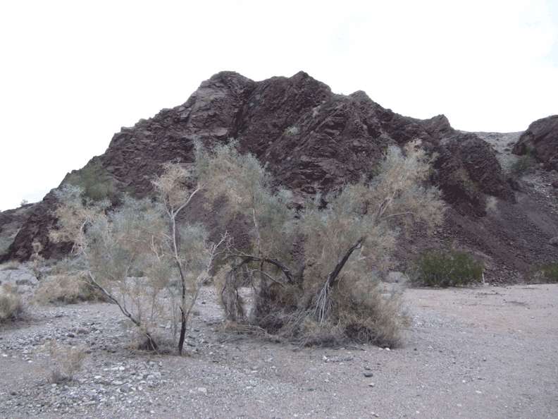 Cattail Cove Campground