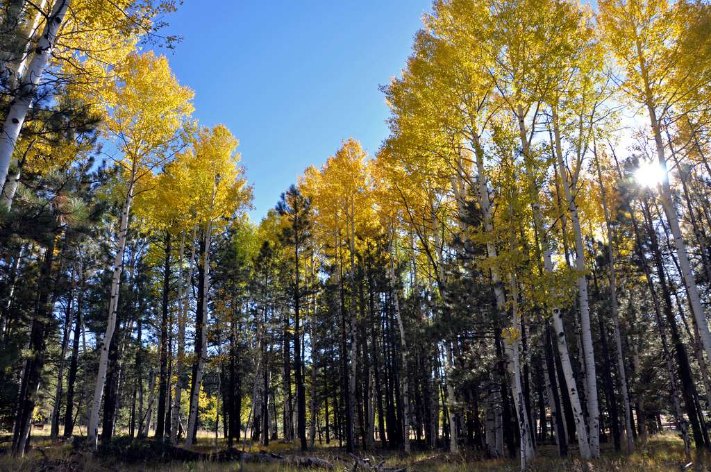 Clear Creek Group Campground