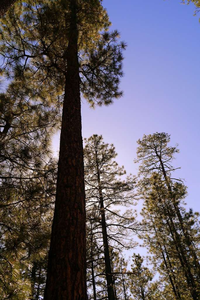 Bulldog Canyon Off-Highway Vehicle Area Campground