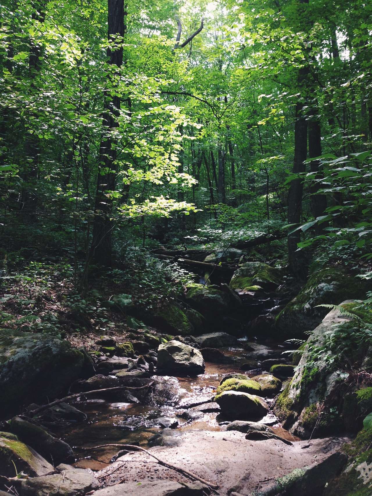 The brook runs through the grounds and can be explored via a trail that follows and then diverges from the main road that runs the length of the park.