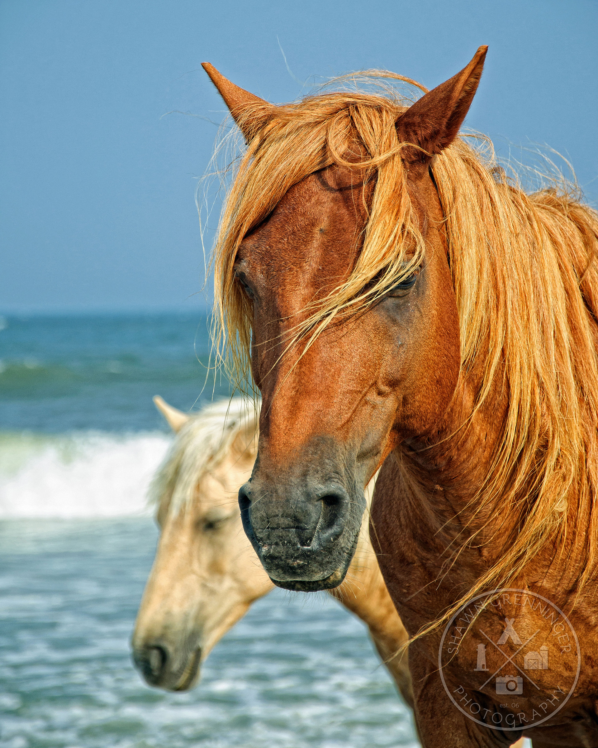 Wild Horses