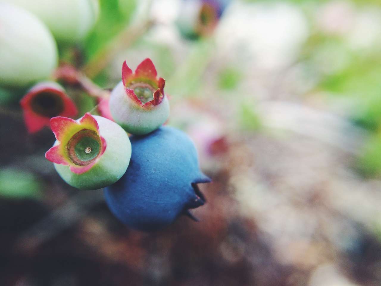 July for Blueberries, August for Raspberries, blackberries, pincherries, strawberries, and currant. They all grow abundantly in the campground