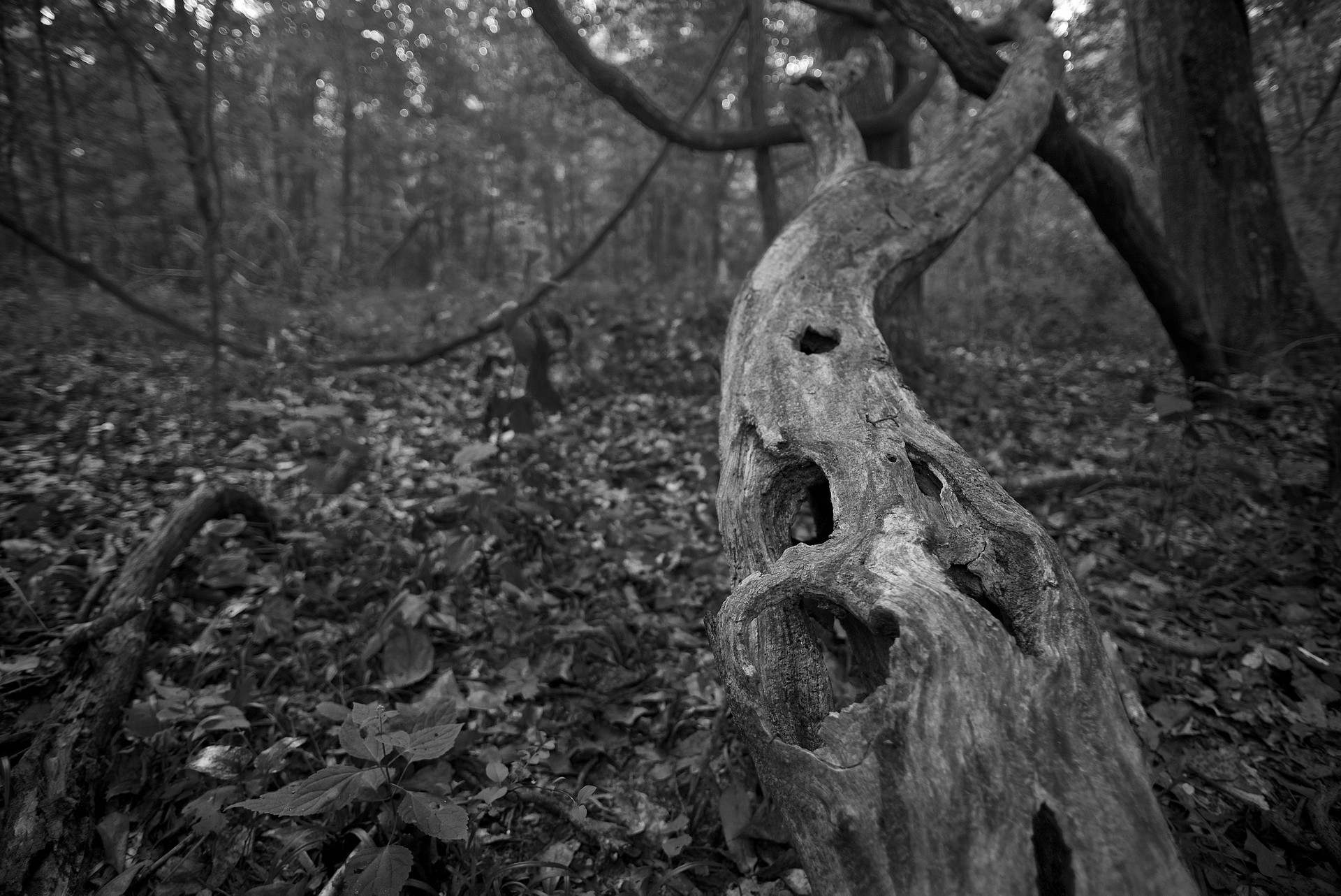 Chattahoochee Bend State Park
