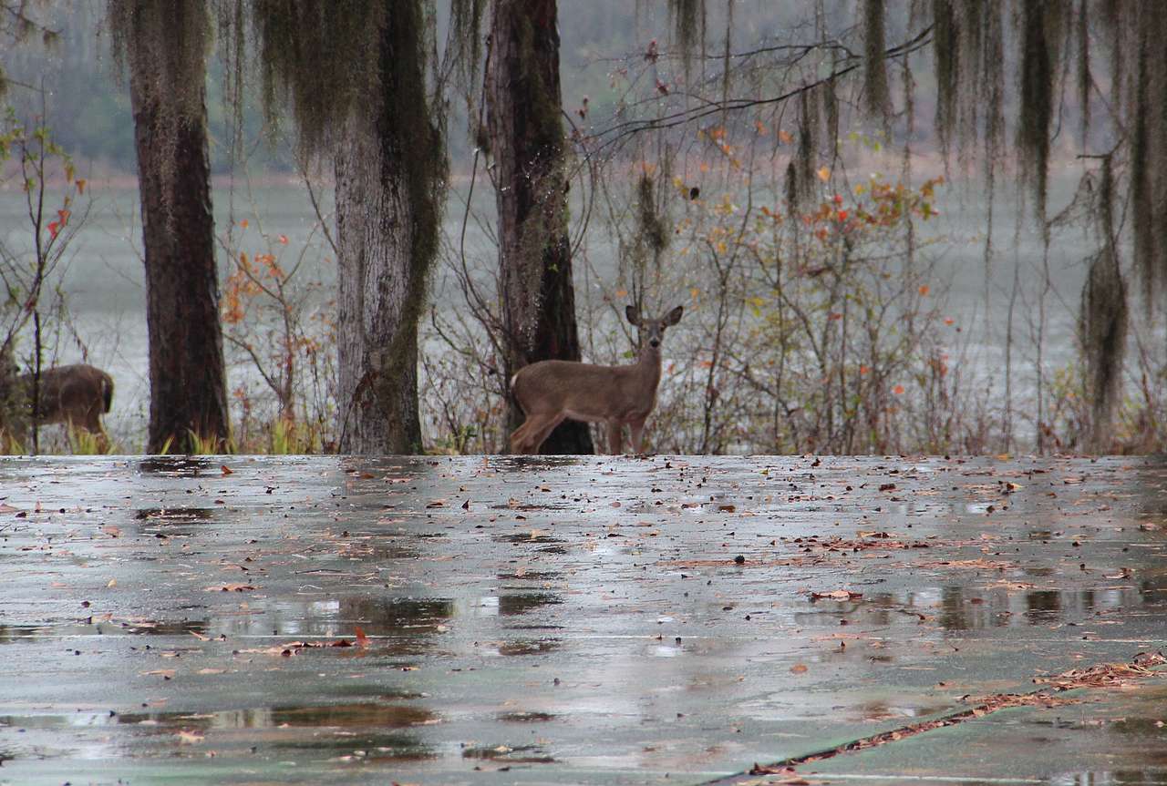 Florence Marina State Park Campground