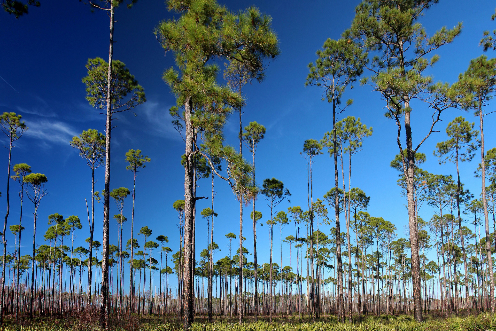 Stephen C. Foster State Park
