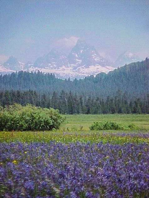 Caribou National Forest