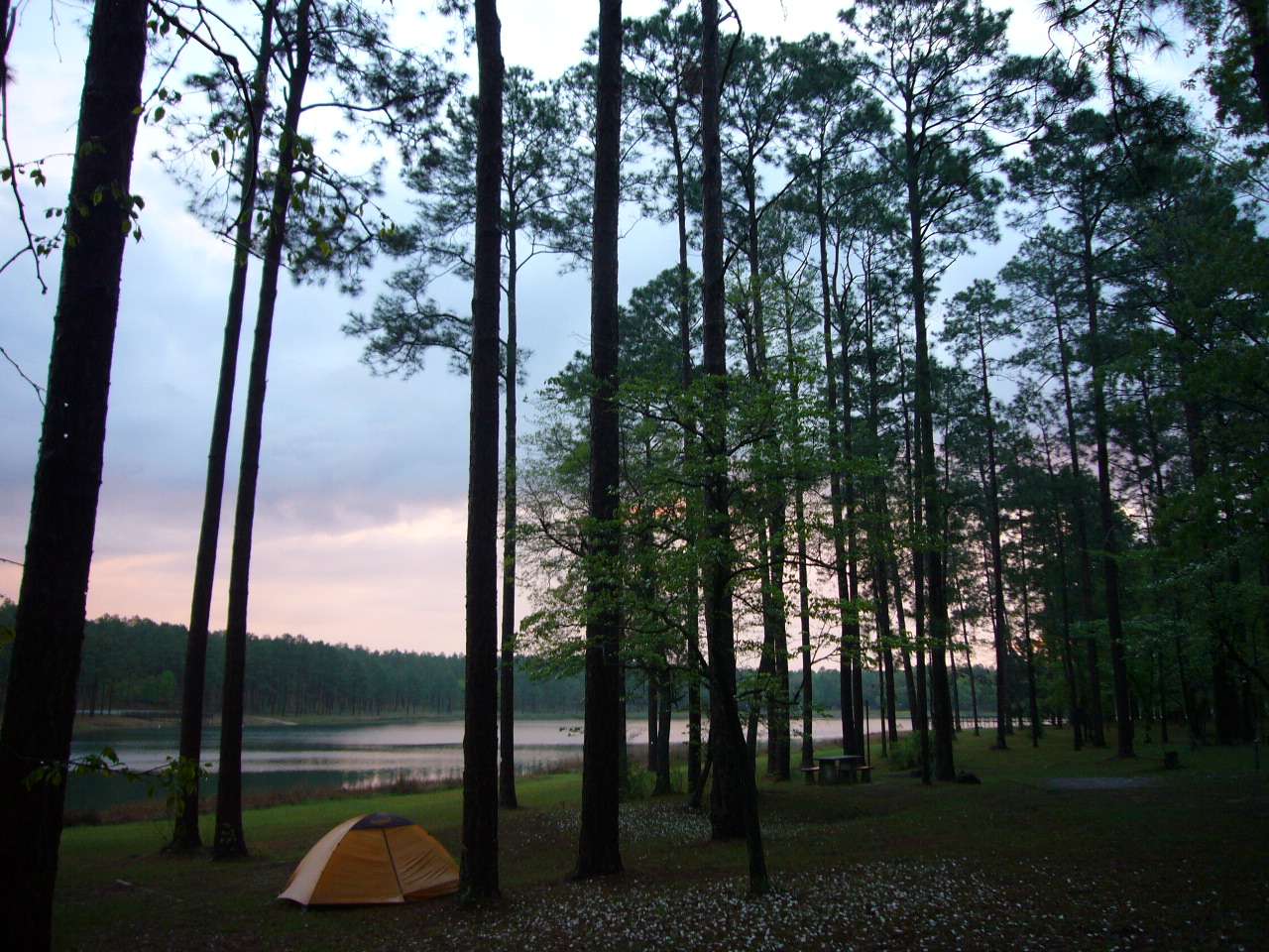 Conecuh National Forest
