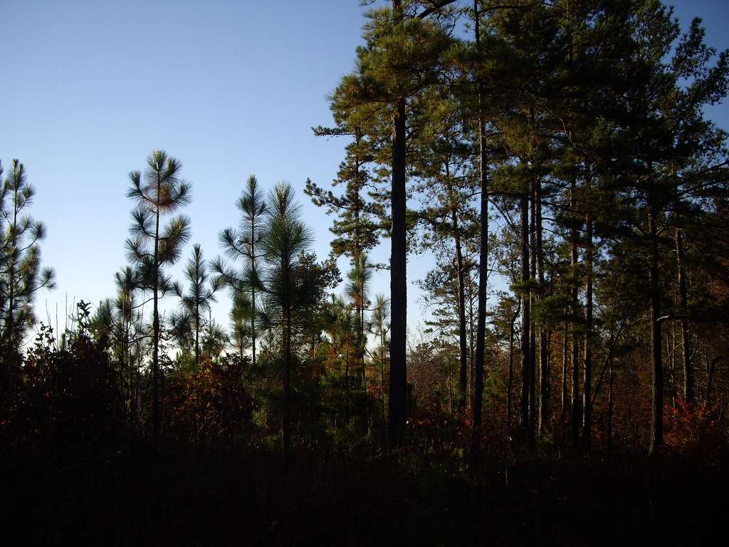 Big Oak Physically Disabled Hunting Camp