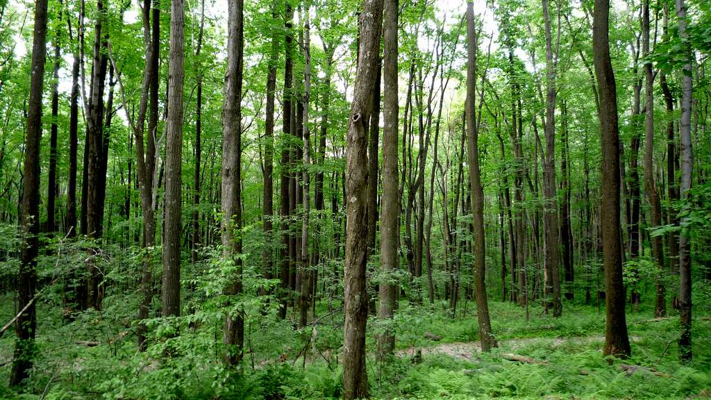 McCollum Campground