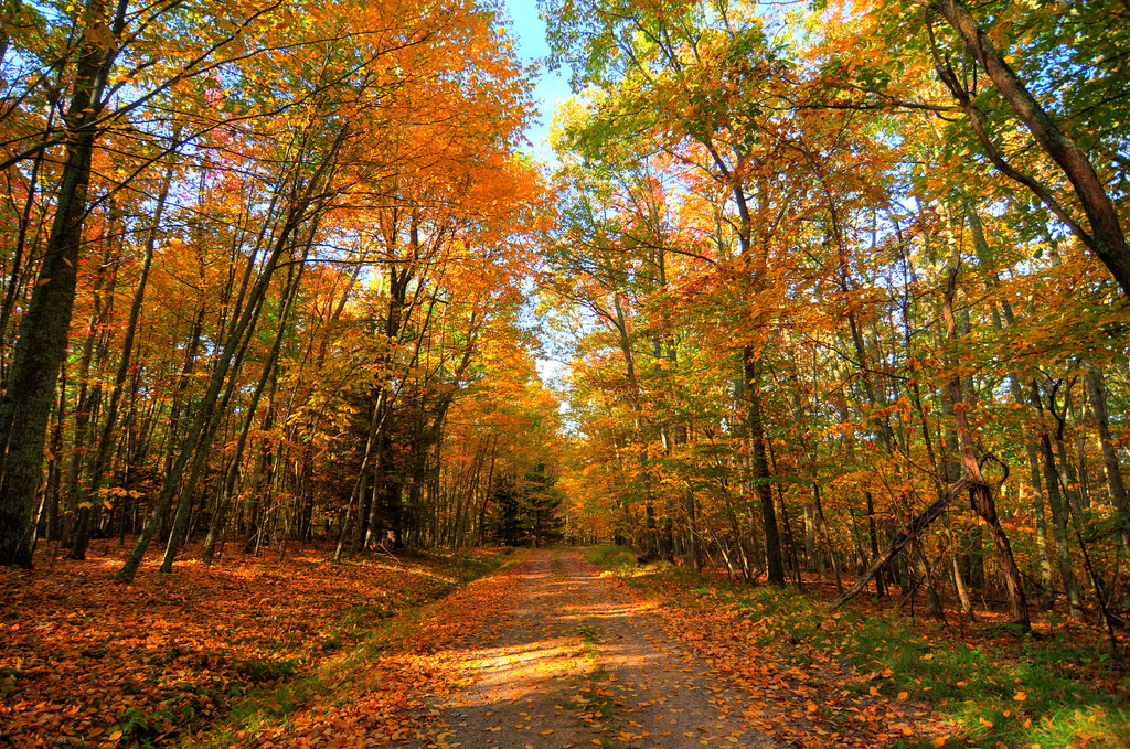 Seneca State Forest