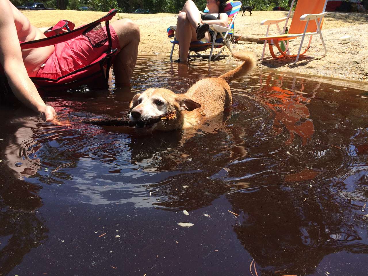 Dog friendly beaches! 