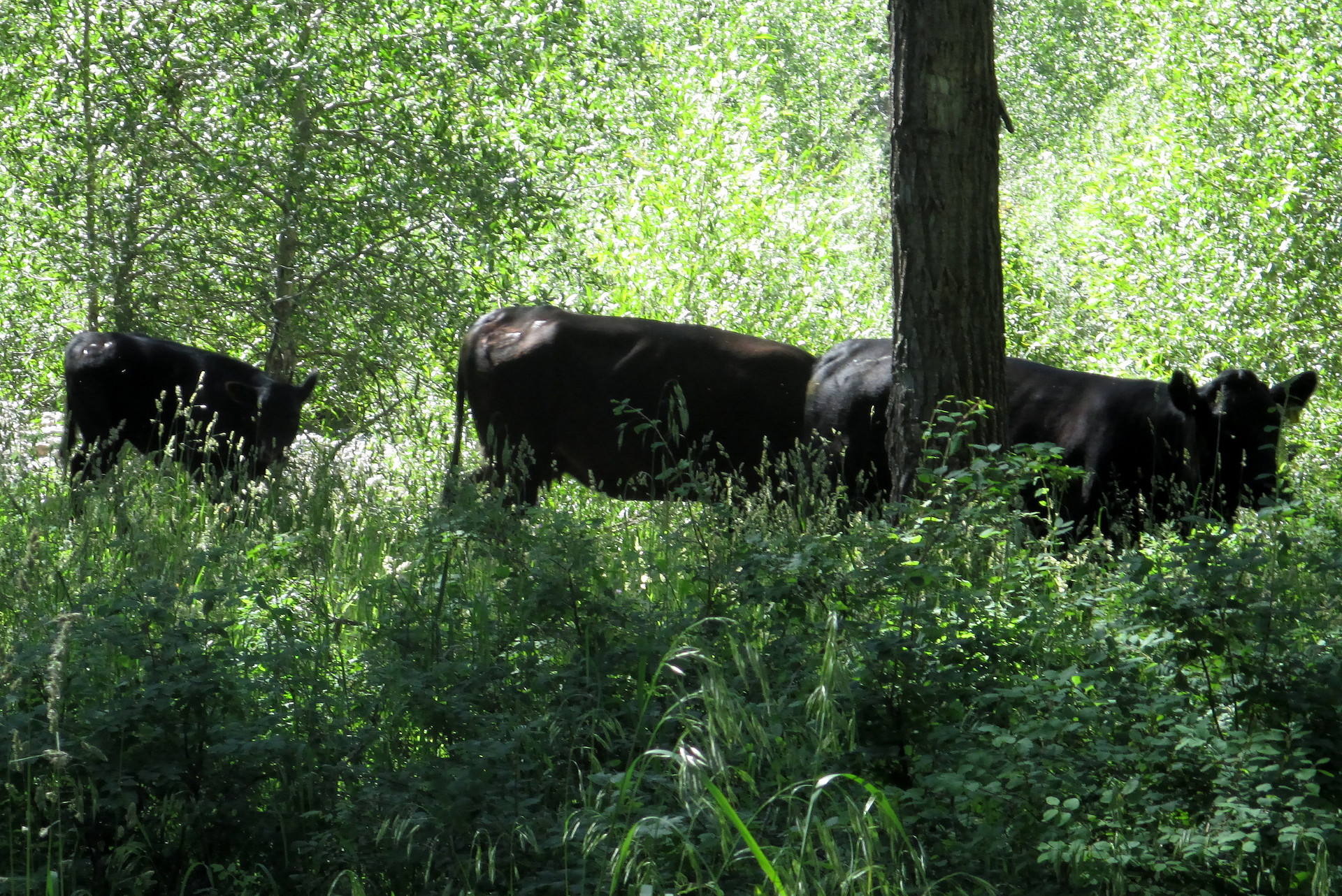 Morning Cows