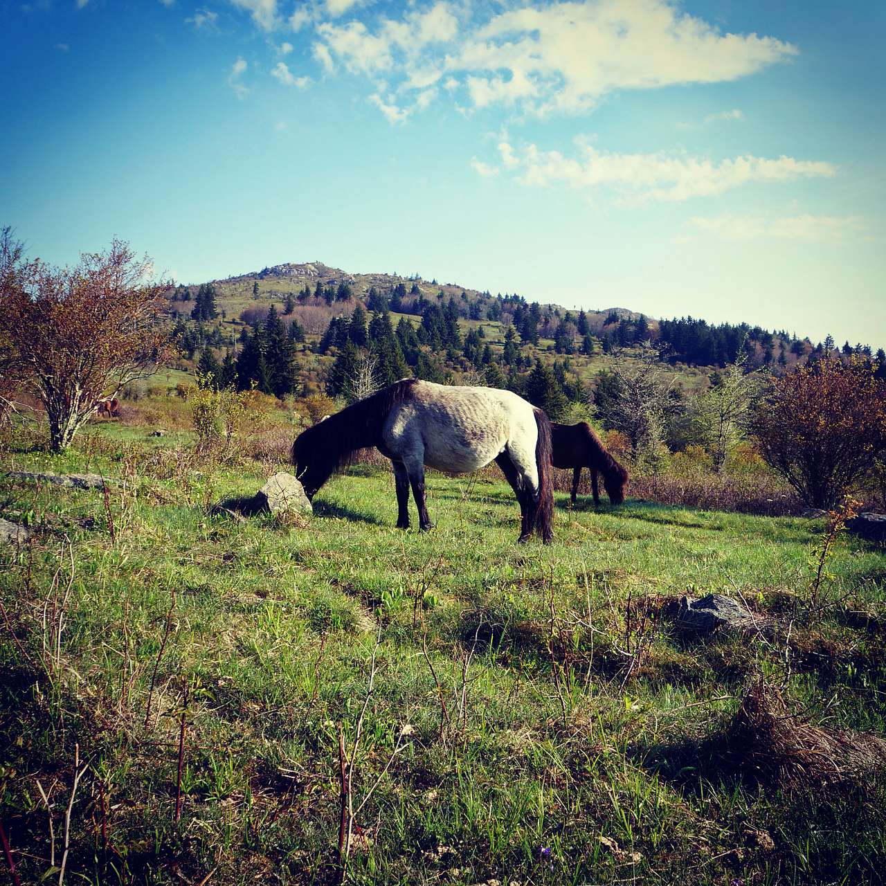"Wild" Ponies all along the trail