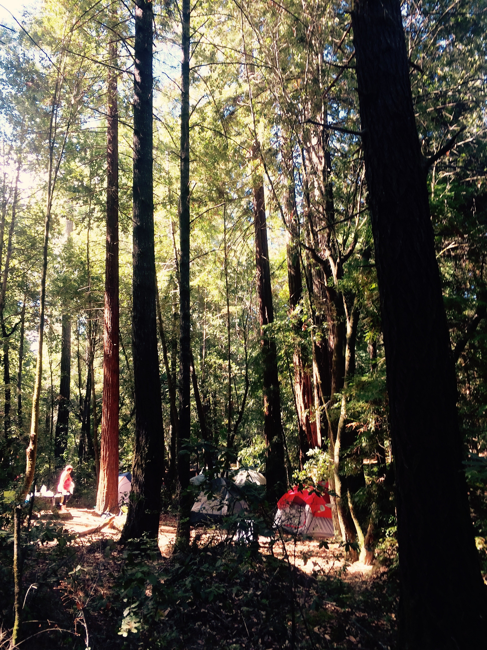 Tents in the campground
