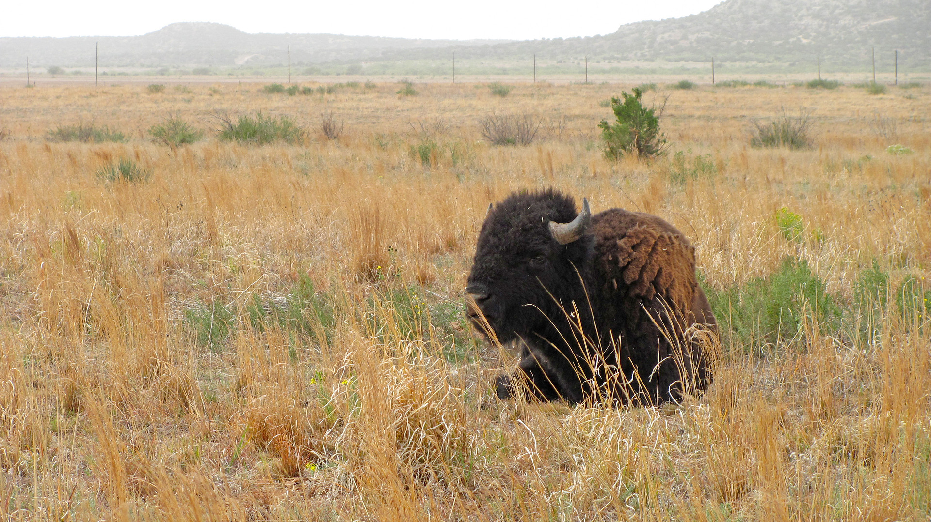 Bison from the state's official bison herd can be found roaming near the visitor's center. Take plenty of photos from afar, but do not approach them. Photo by Lisa Rawlinson
