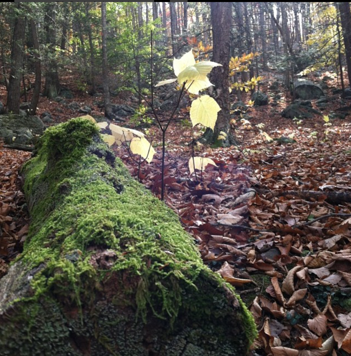Harriman State Park