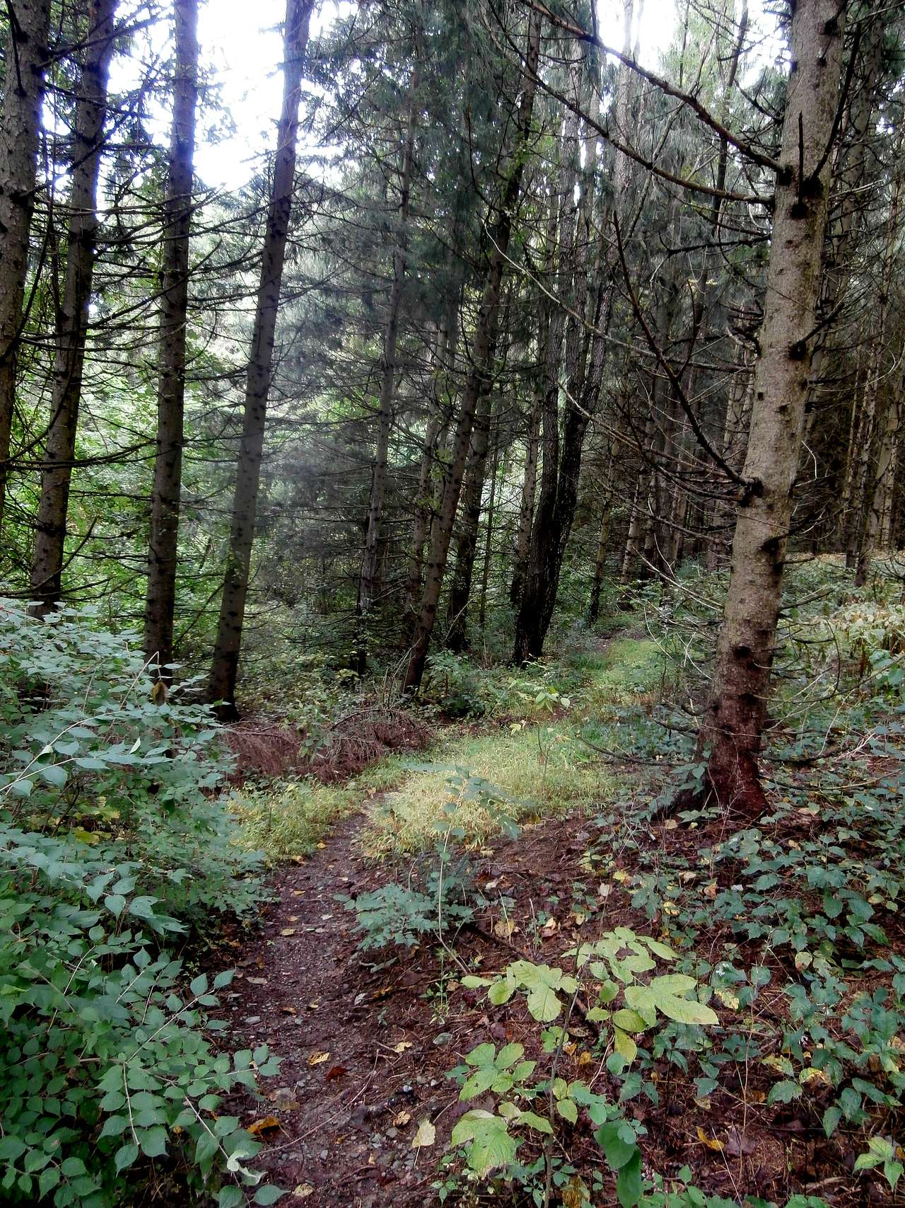 Horsetrail winds thru a cool forest.  I did a loop of 4 1/2 miles.  Missed the southernmost loop