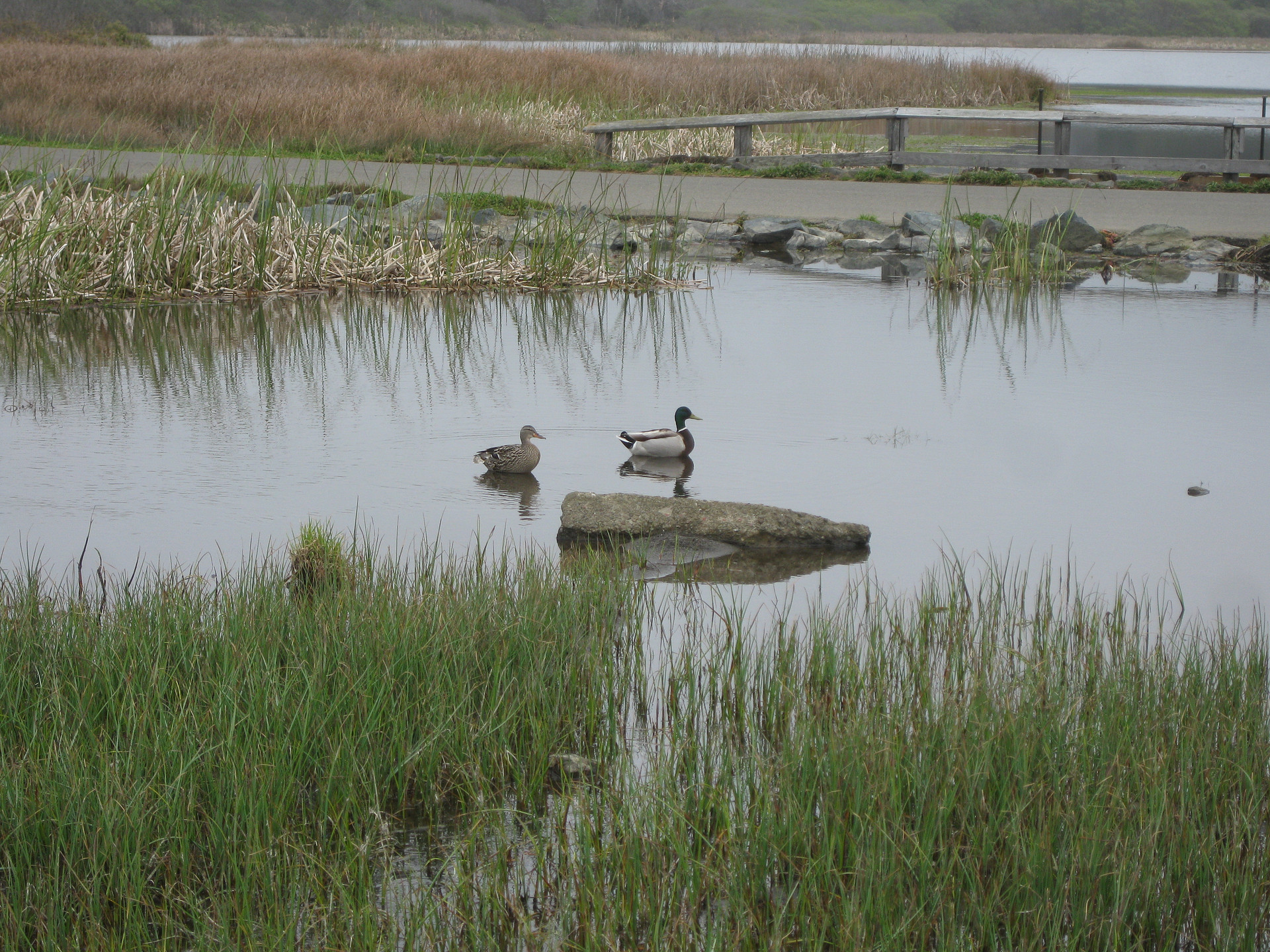 Birdwatching at the seaside pond.