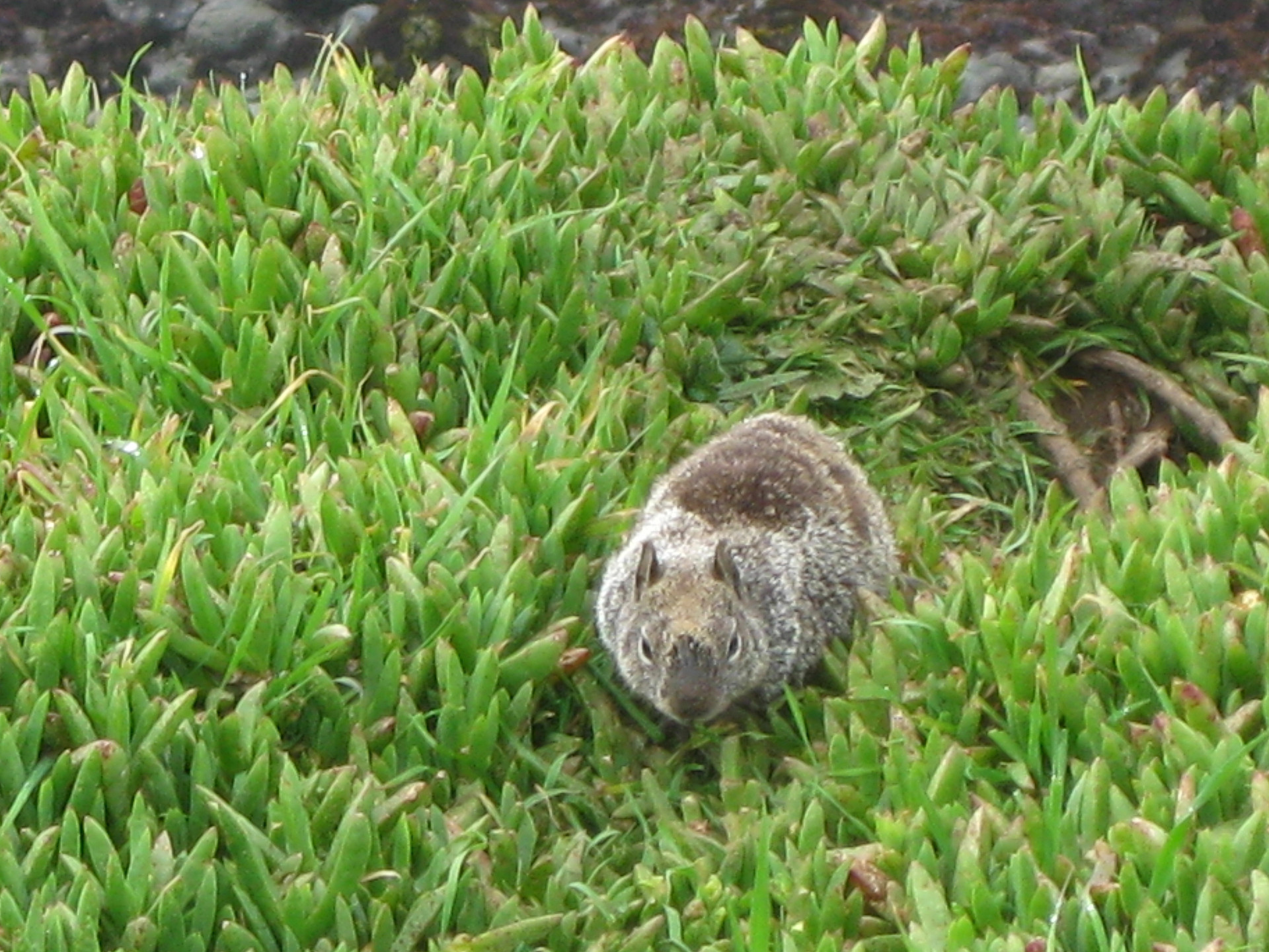 Ground squirrels abound!