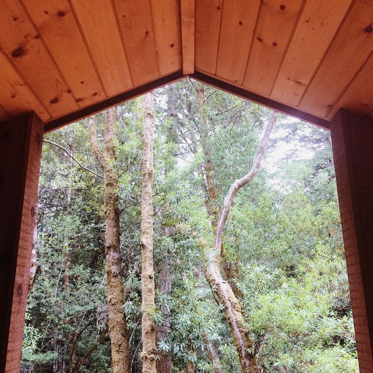 Madrone Cabins