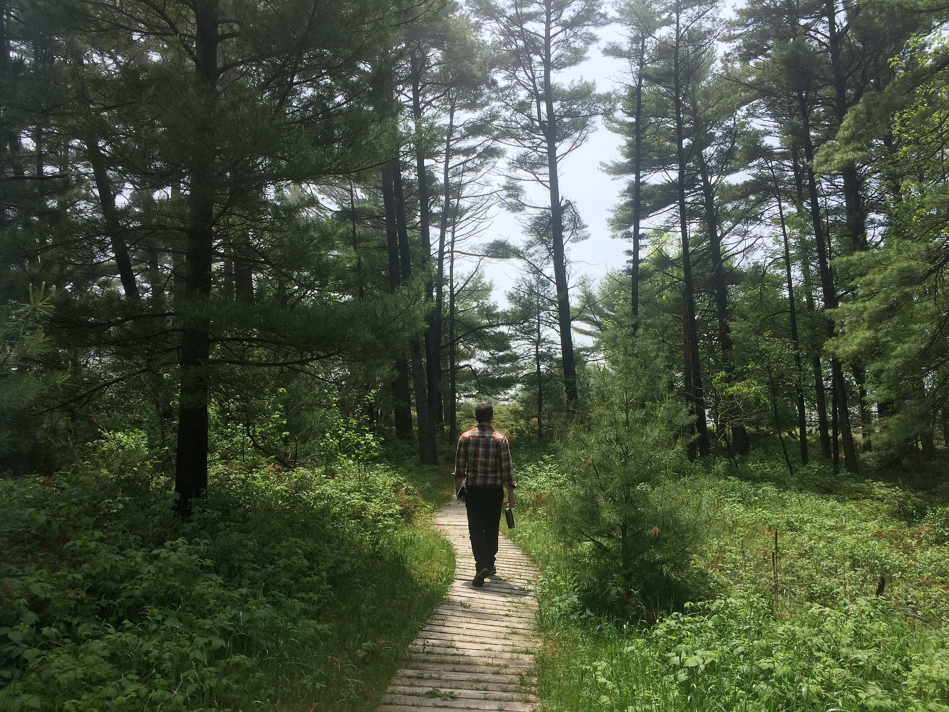 the woodland trail