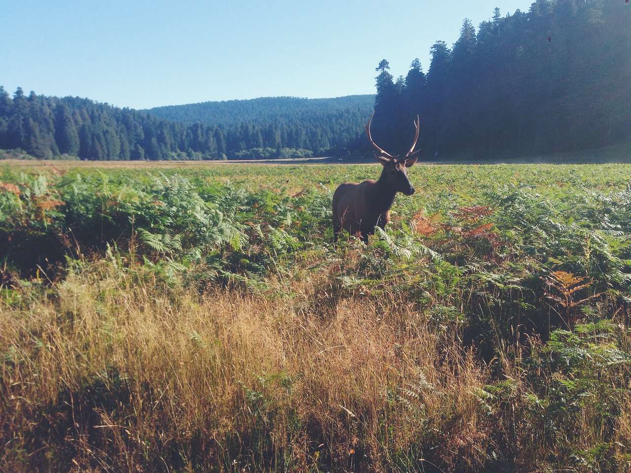 When I woke up, this buck was 10 meters from my tent. 