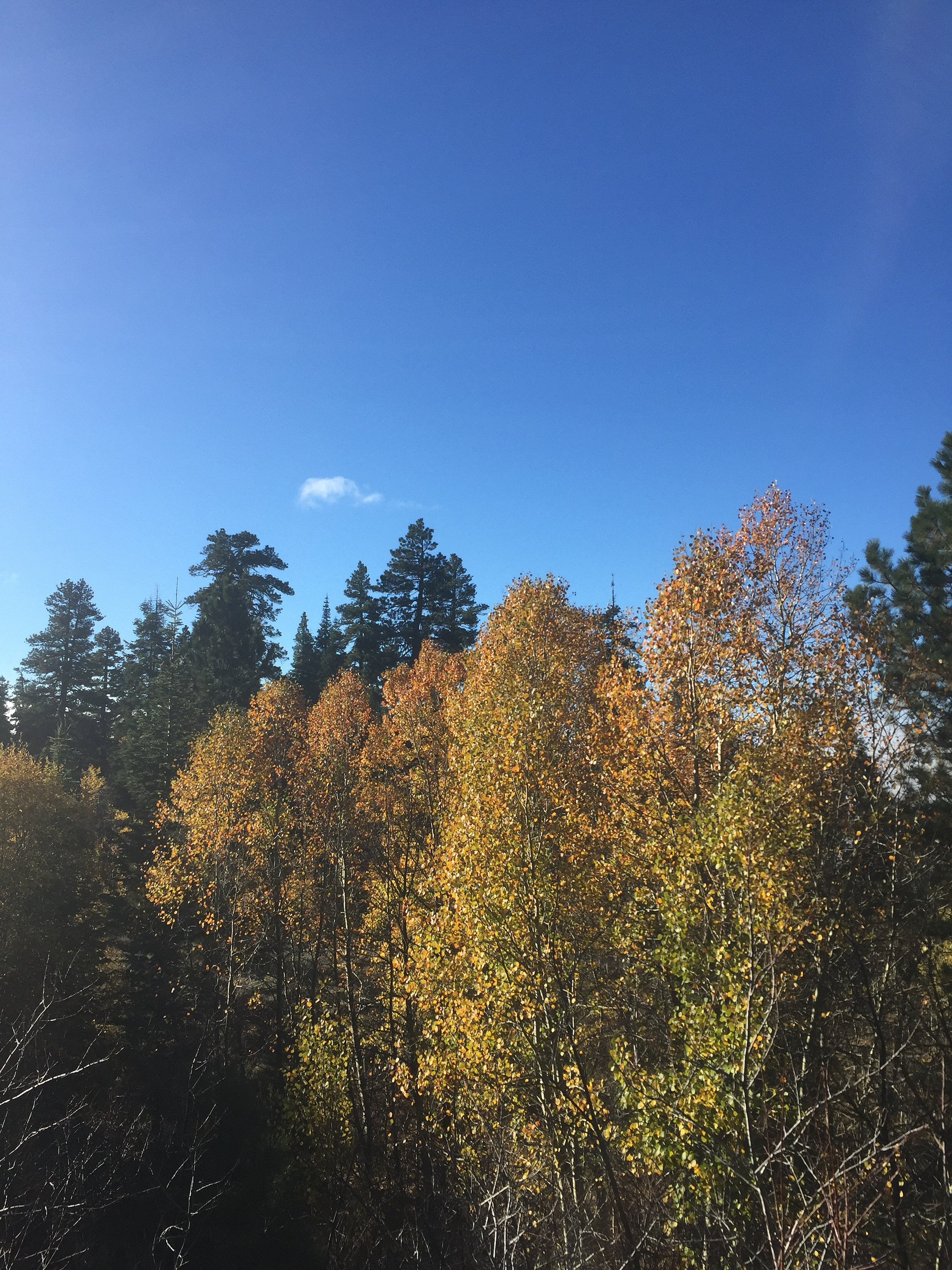 there are hundreds of aspens -- truly magnificent during the fall 