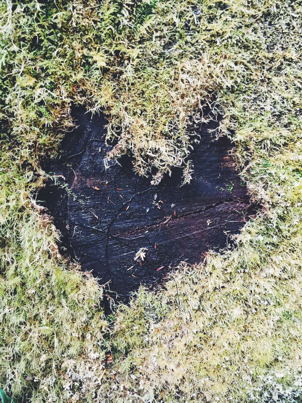 Mossy heart. 