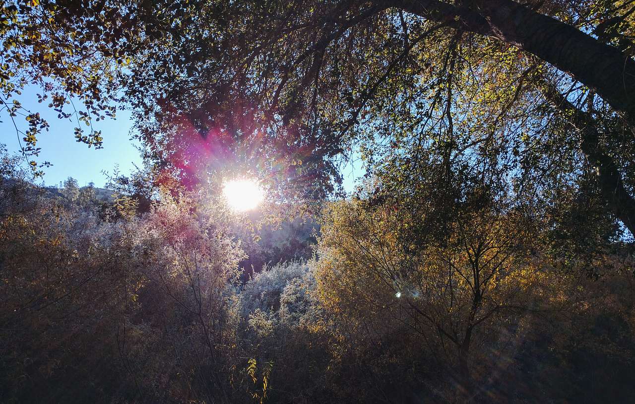 Early morning, when the rising sun is defrosting the trees leaves.