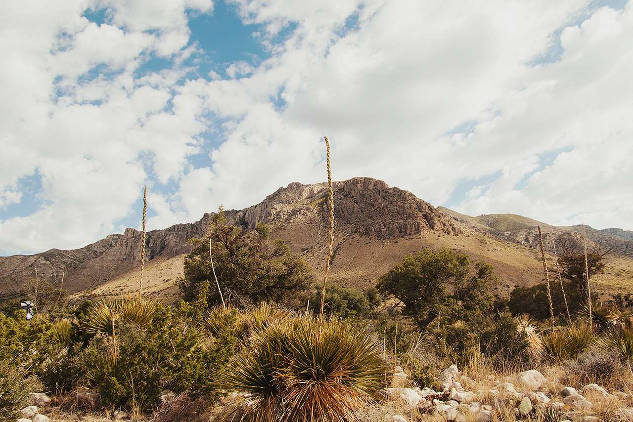 Yucca and blue skies.