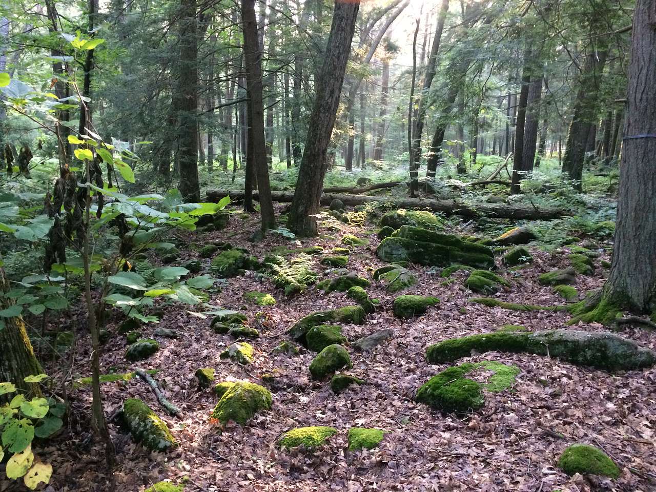 Reeds Gap Park Campground