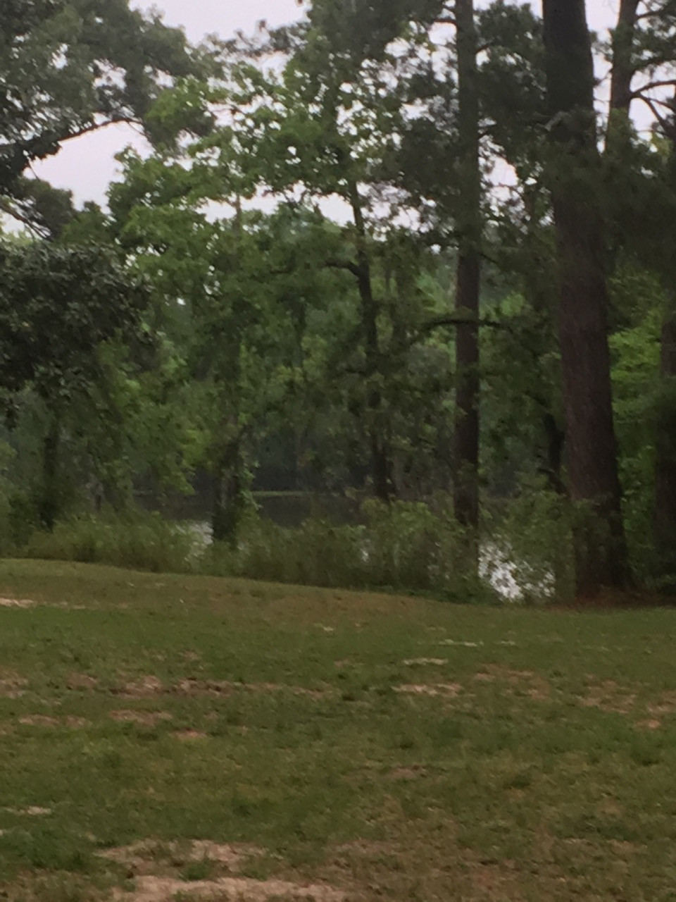 The lake through the trees