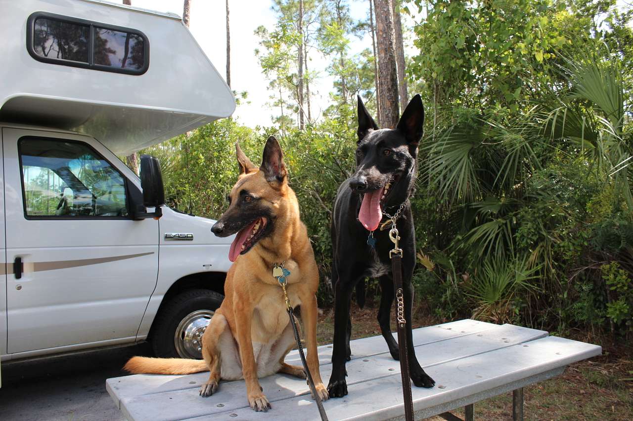 Having fun at Long Pine Key Campground. As you can see, it's much more heavily wooded than Flamingo, hence a greater sense of privacy.
