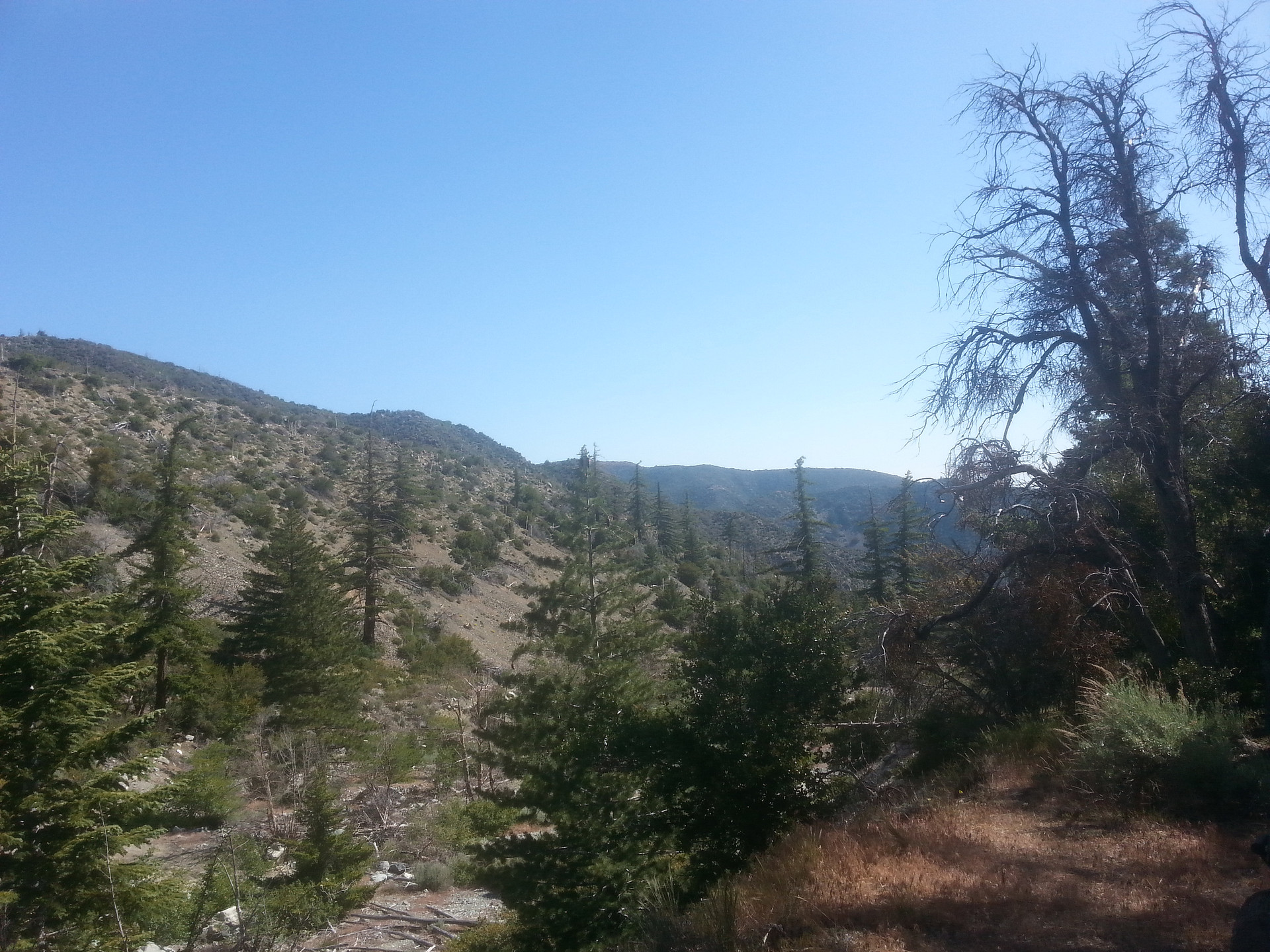 San Bernardino National Forest