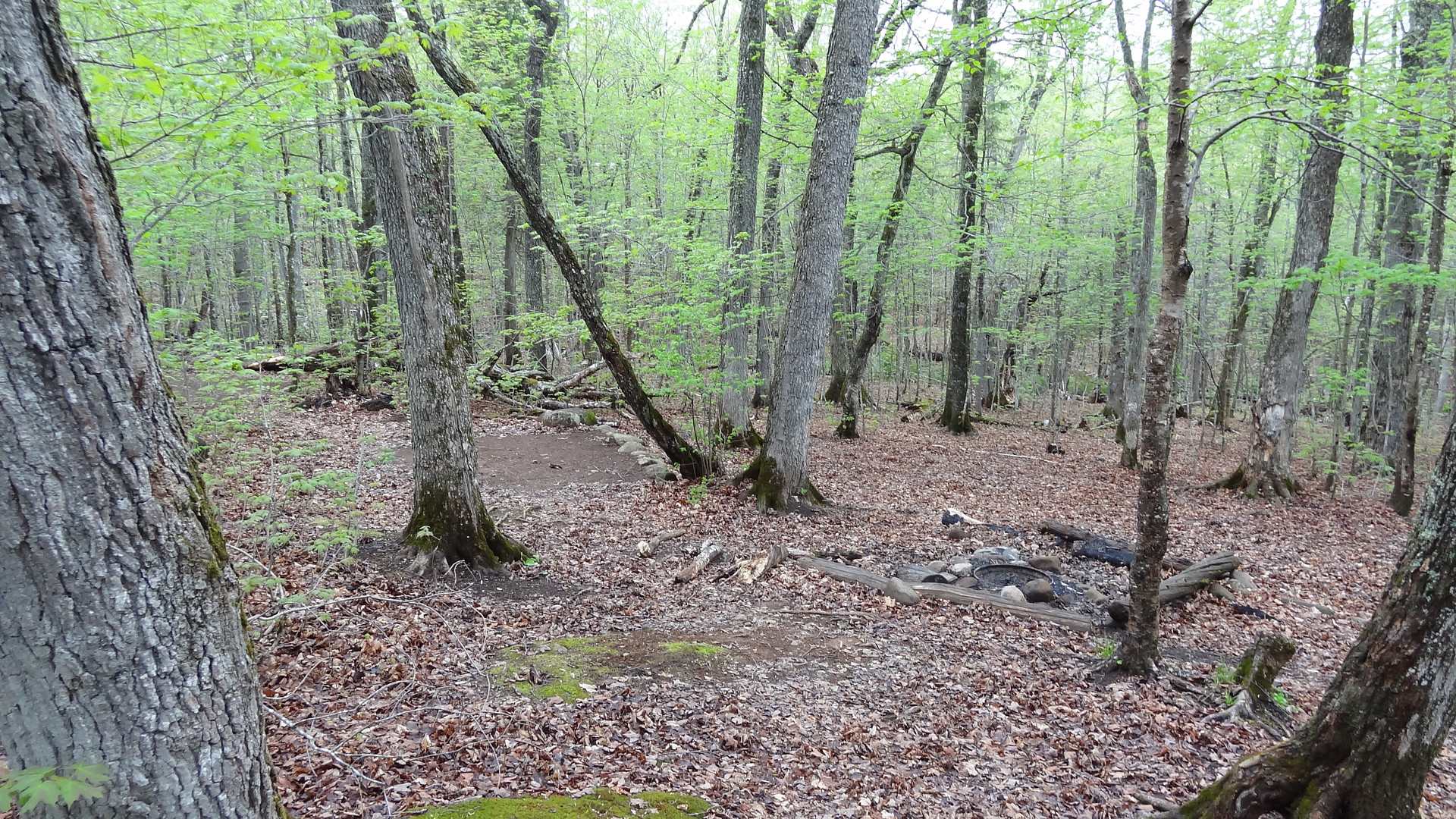 Site 1 with fire ring; Spotted at least two good tent pads.
